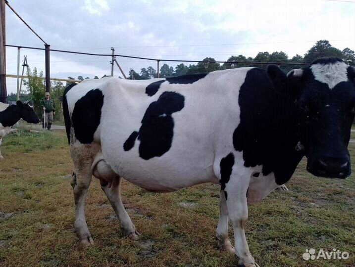 Корова дойная