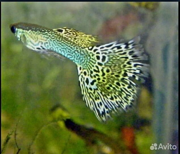 Рыбки Гуппи и не только