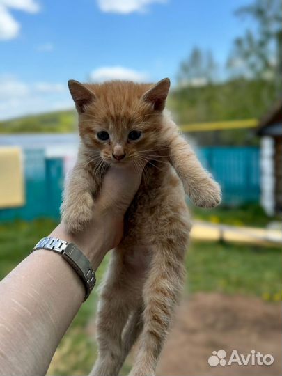 Котята от кошки мышеловки