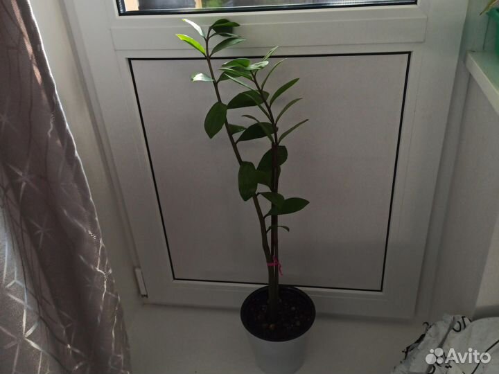 Замиакулькас, Сансивьерия, Фикус, Панданус