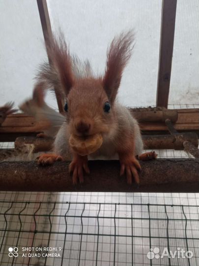 Белка вольерного содержания