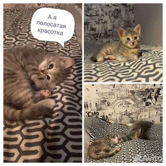 Кошки в добрые руки