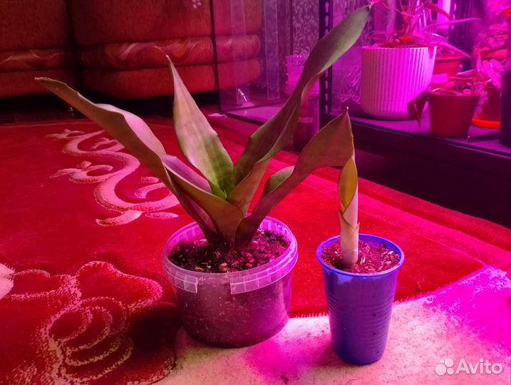 Сансевиерия moonshine