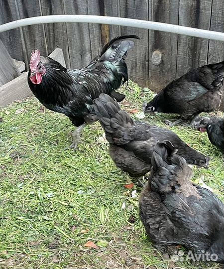 Цыплята, ухейилюй