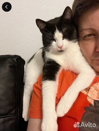 Кошка в дар бесплатно