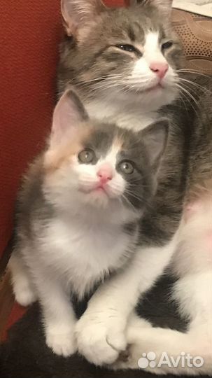 Кошка