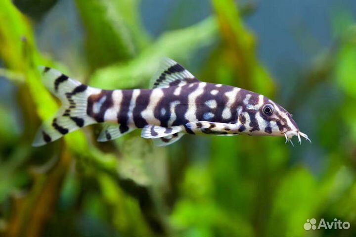 Боция мраморная