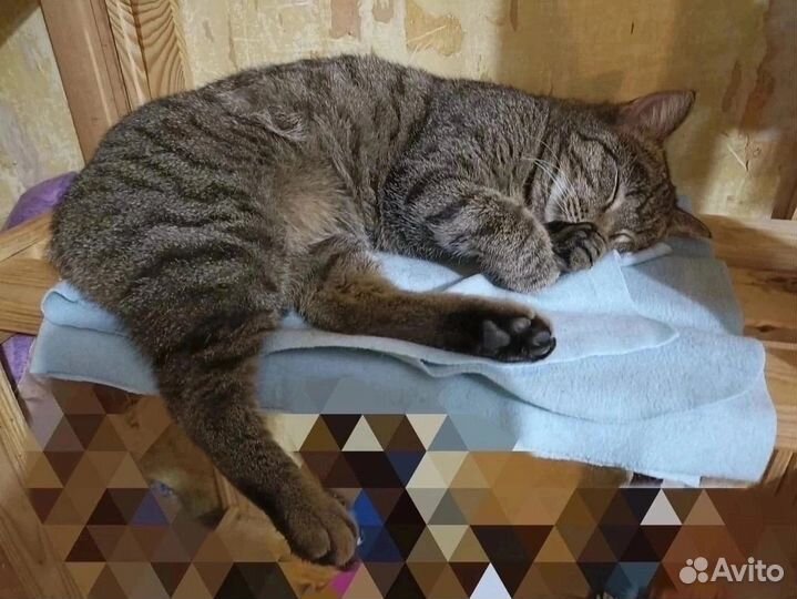 Кошка Эмилия