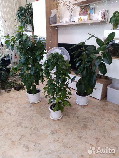 Комнатные растения цветы большие