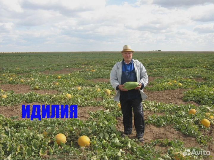 Семена арбуз, дыня