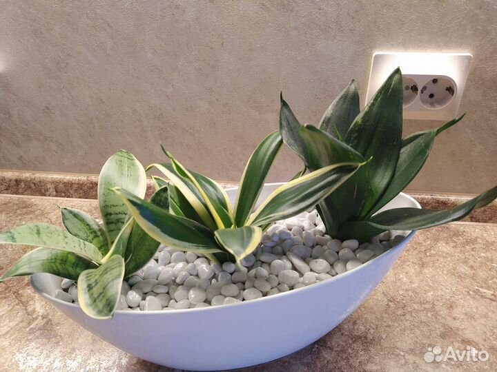 Сансевиерии