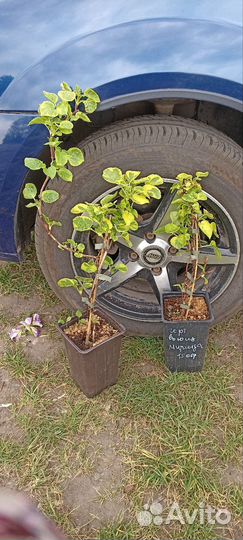 Гортензия черешковая миранда