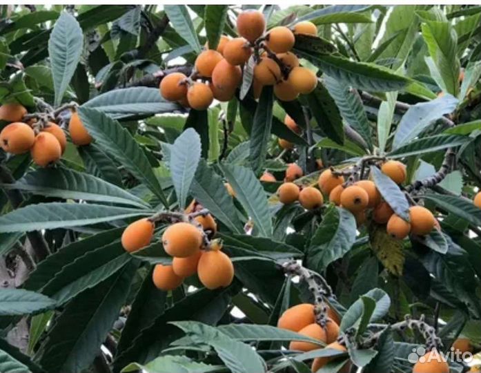 Мушмула японская