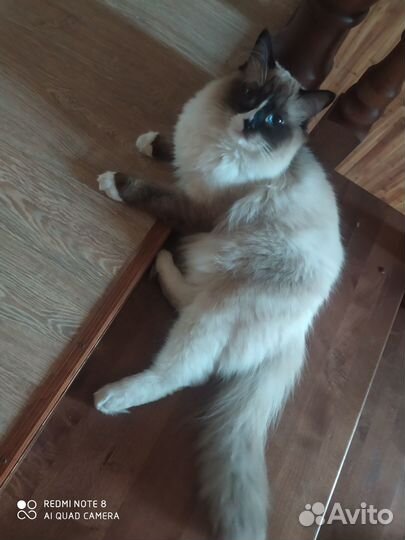 Продаю котят ragdoll