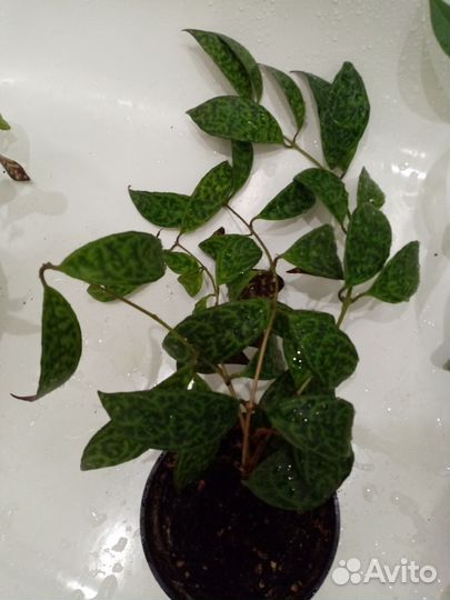 Комнатные цветы