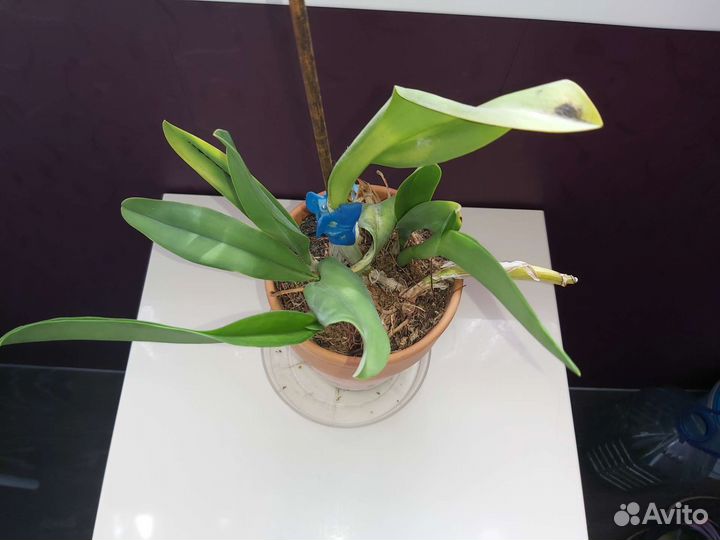 Орхидея каттлея гибридная