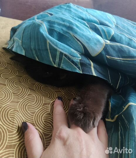 Передержка для кошек, мелких животных