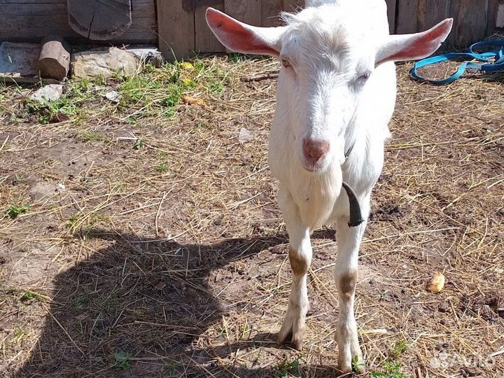 Козёл зааненский