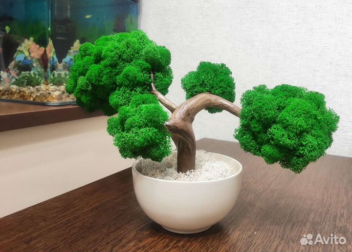Топиарий живое дерево из стабилизированного мха