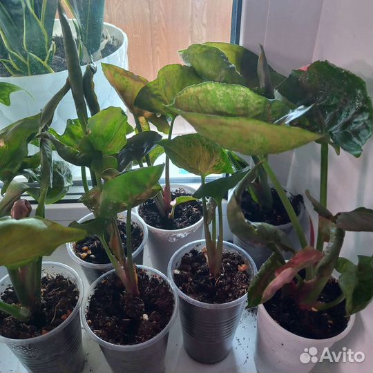 Сингониум клубничный лед