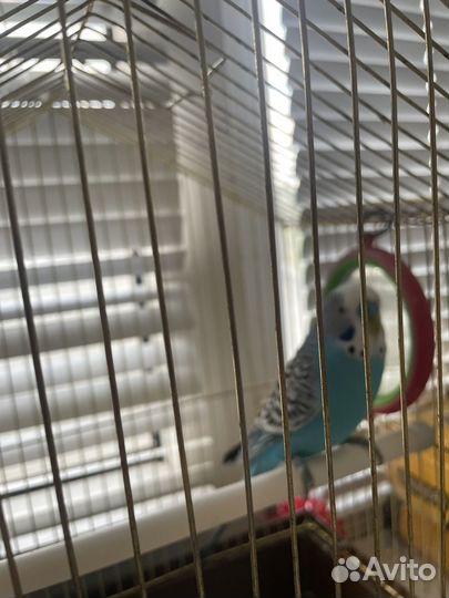 Волнистый попугай ручной с клеткой