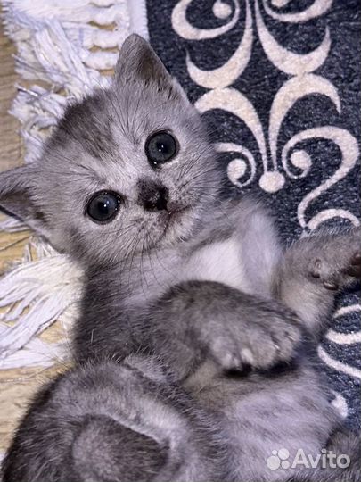 Кошка британка, котята
