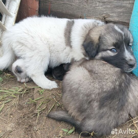 Отдам щенят в хорошие руки