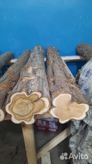 Стволы можжевельника для панно