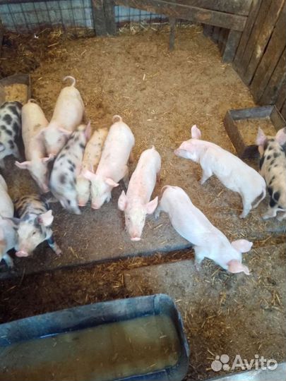 Поросята породы дюрок, ландрас