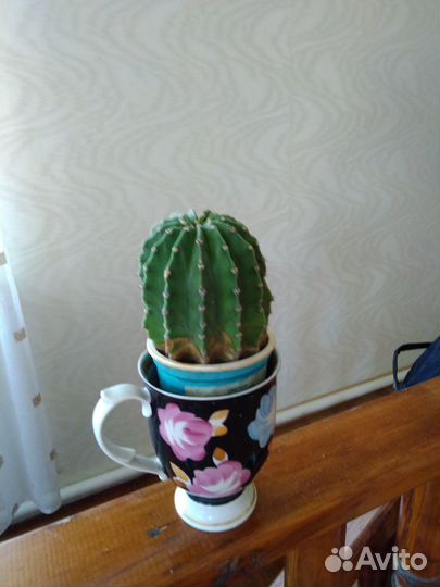 Комнатные растения цветы