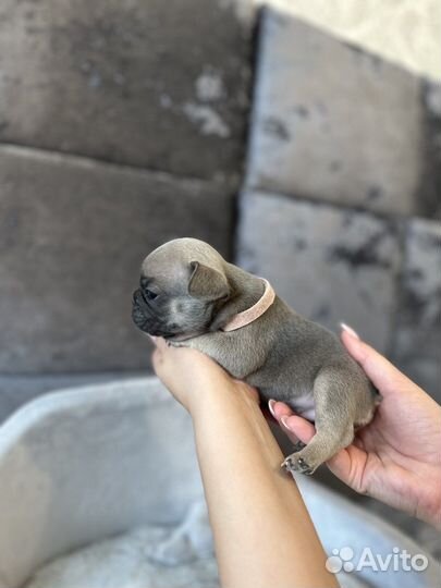 Французский бульдог голубой подпал, соболь девочка
