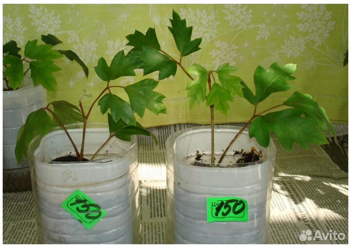 Цветы комнатные: циссус и опунция