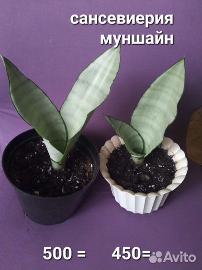 Сансевиерия Муншайн, Суперба,сингониум Неон,фикус