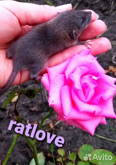 Крысята дамбо агути