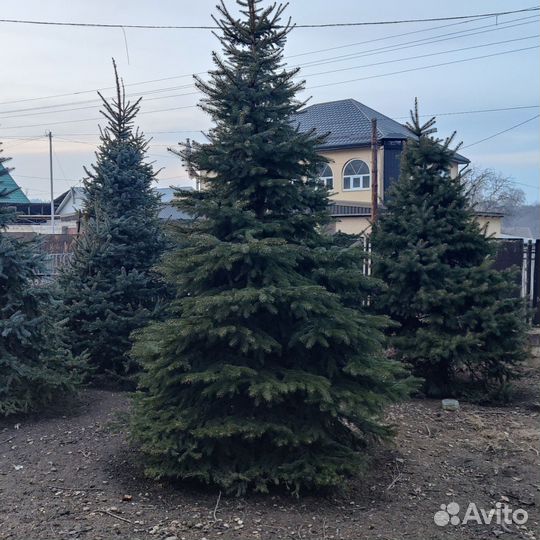 Ель голубая