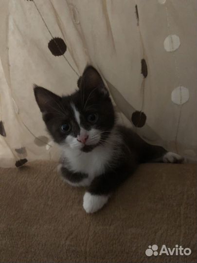 Отдам котенка