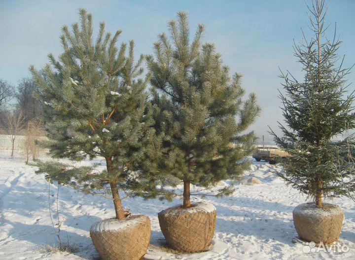 Сосна обыкновенная