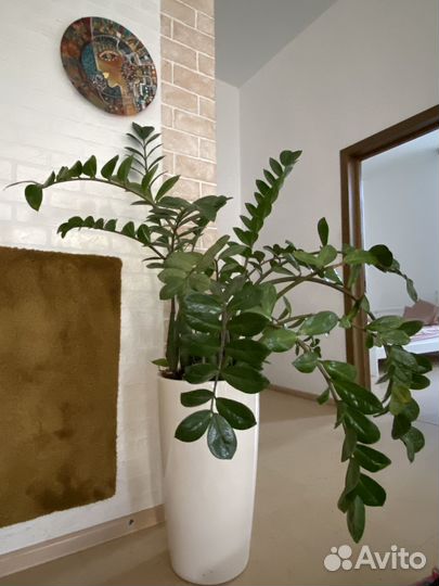 Замиокулькас