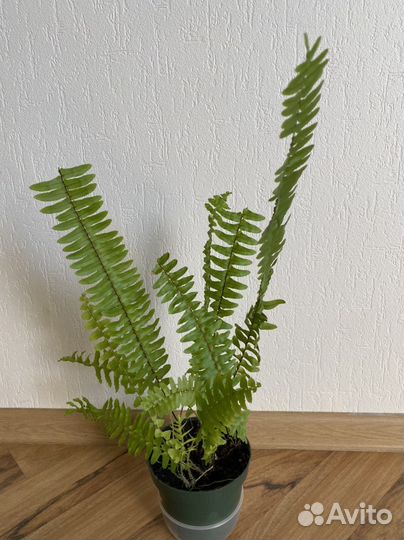 Папоротник