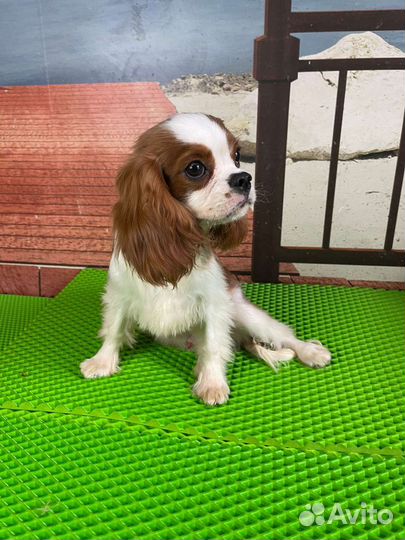 Щенки Кавалер Кинг Чальз Спаниеля