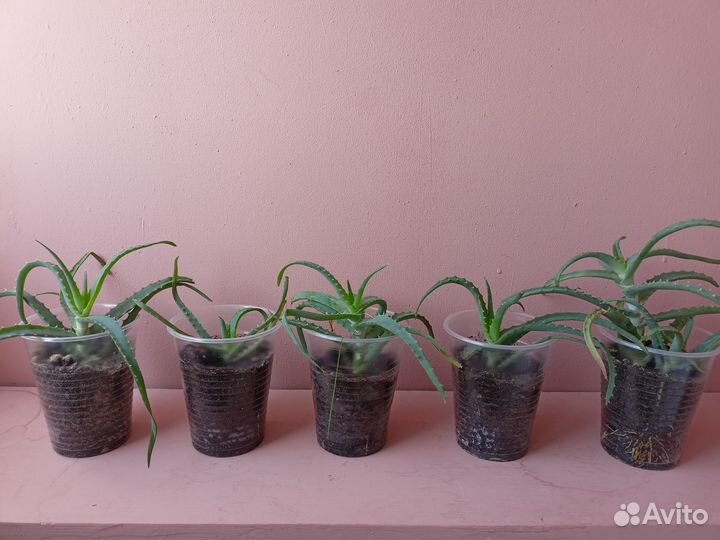 Cаженцы алоэ