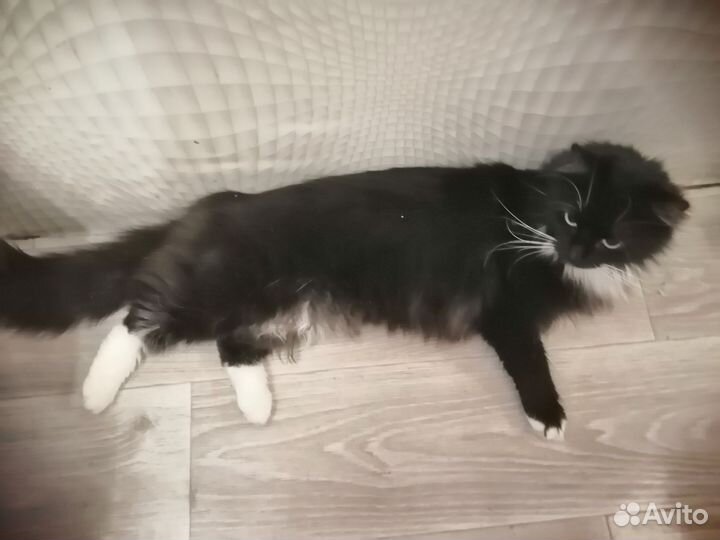 Кошка мышеловка