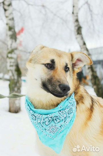 Такая красота в приюте