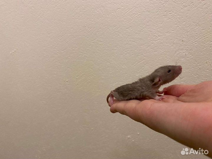 Крысята Дамбо Рекс, Крыса