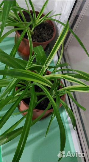 Хлорофитум полосатый (детки и взрослые растения)