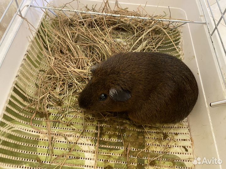 Морские свинки