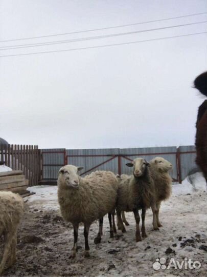 Продаются бараны