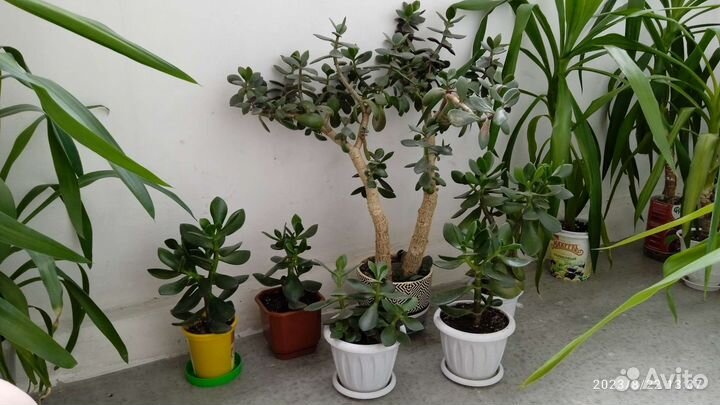 Денежное дерево толстянка