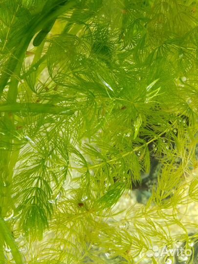 Мальки Гуппи