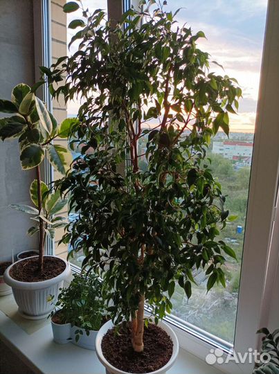 Фикус наташа